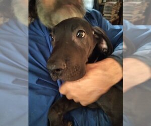 Great Dane Puppy for sale in SEVIERVILLE, TN, USA