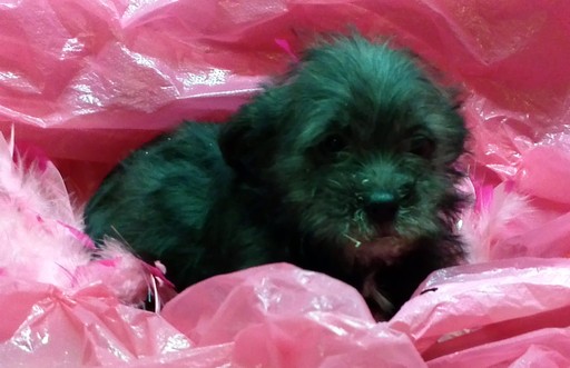 Medium Photo #1 Poodle (Toy)-Yorkshire Terrier Mix Puppy For Sale in CONOWINGO, MD, USA