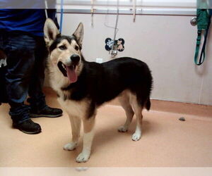 Collie-Unknown Mix Dogs for adoption in Martinez, CA, USA