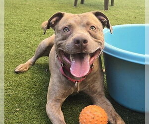 Mutt Dogs for adoption in Martinez, CA, USA
