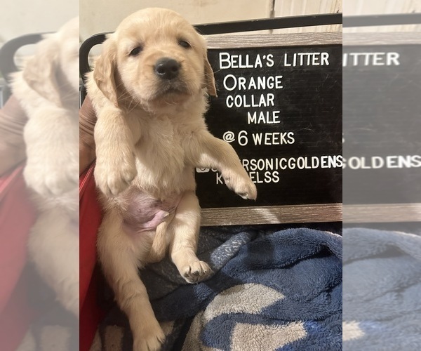 Medium Photo #7 Golden Retriever Puppy For Sale in ONTARIO, CA, USA