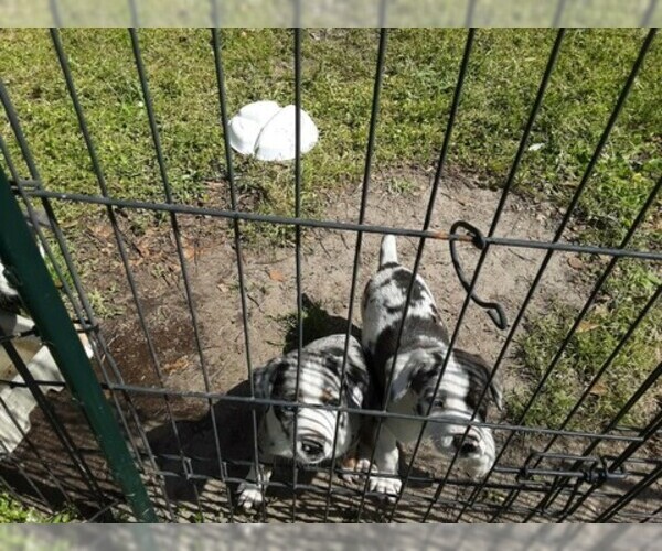 Medium Photo #1 Australian Shepherd Puppy For Sale in COTTAGEVILLE, SC, USA