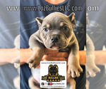 Small #1 American Bully