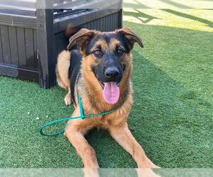 German Shepherd Dog Dogs for adoption in Orange, CA, USA