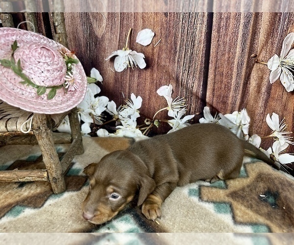 Medium Photo #17 Dachshund Puppy For Sale in CASSVILLE, MO, USA
