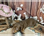 Small #16 Dachshund