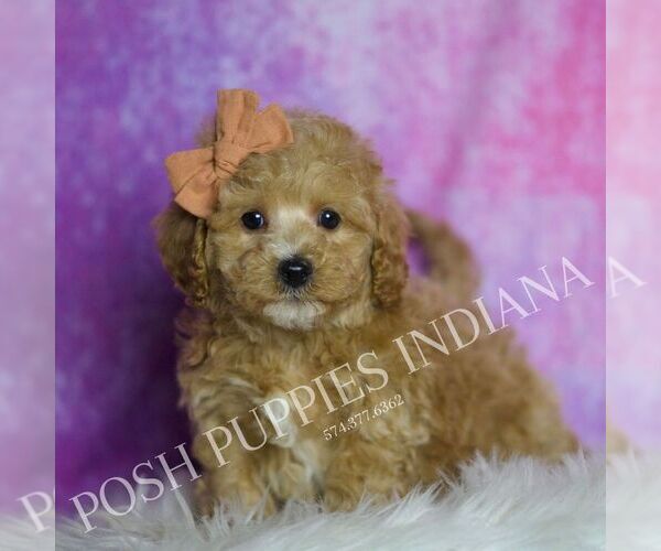 Medium Photo #59 Maltipoo (Miniature) Puppy For Sale in WARSAW, IN, USA
