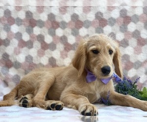 Goldendoodle Puppy for sale in LANCASTER, PA, USA