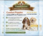frenchpoodle - Male French Bulldog-Poodle (Miniature) Mix Puppy for Sale - Photo #3