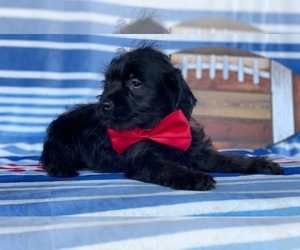 YorkiePoo Puppy for sale in LANCASTER, PA, USA