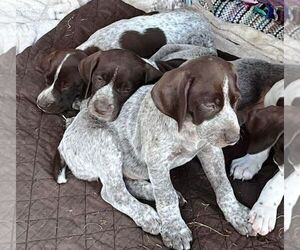 German Shorthaired Pointer Puppy for sale in ORCHARD PARK, NY, USA