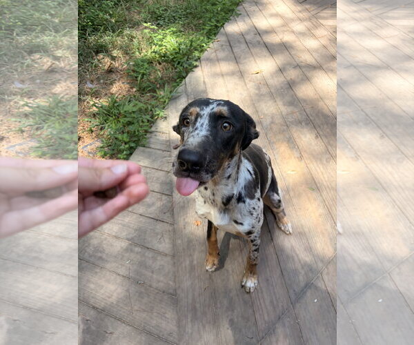 Medium Photo #4 Catahoula Leopard Dog-Unknown Mix Puppy For Sale in The Woodlands, TX, USA