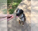 Small #3 Catahoula Leopard Dog Mix