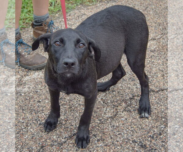 Medium Photo #3 Border Collie-Unknown Mix Puppy For Sale in Huntley, IL, USA