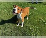 Small Beagle Mix