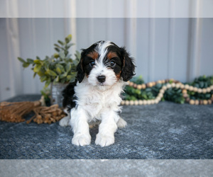 Medium Cavapoo