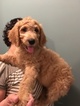 Small Photo #3 Goldendoodle Puppy For Sale in BRONX, NY, USA