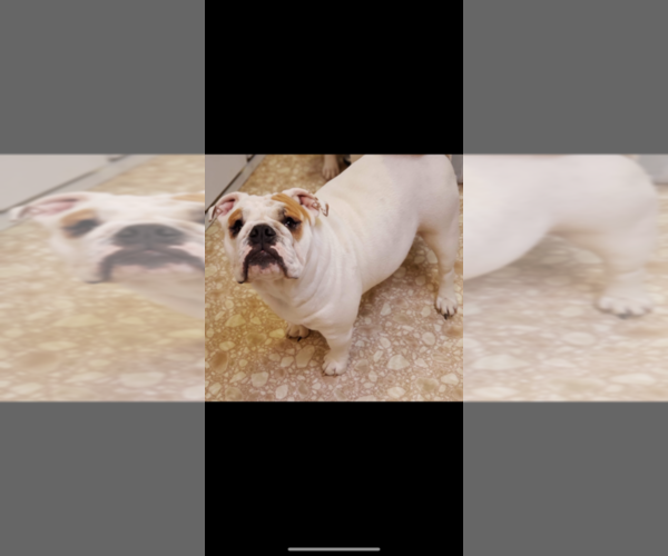 Medium Photo #2 Olde English Bulldogge Puppy For Sale in EUNICE, LA, USA
