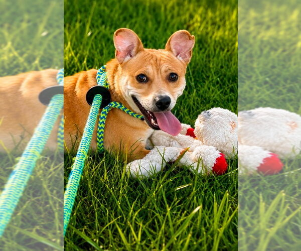 Medium Photo #3 Labrador Retriever-Unknown Mix Puppy For Sale in Canton, CT, USA
