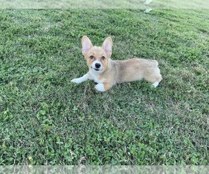 Pembroke Welsh Corgi Puppy for sale in GUTHRIE, KY, USA