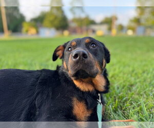 Labrottie Dogs for adoption in Richmond, IN, USA