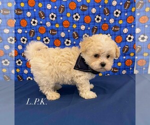 Maltipoo Puppy for sale in WINNSBORO, LA, USA