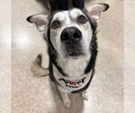 Small Huskies  Mix