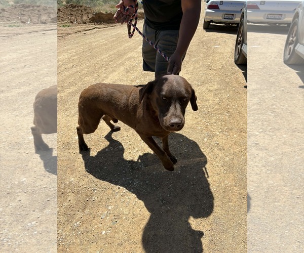 Medium Photo #2 Labrador Retriever-Unknown Mix Puppy For Sale in San Diego, CA, USA
