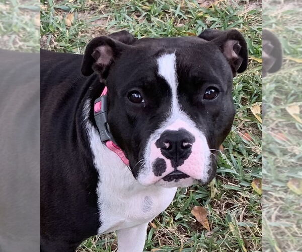 Medium Photo #1 American Pit Bull Terrier Puppy For Sale in Rockaway, NJ, USA