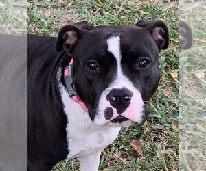 American Pit Bull Terrier Dogs for adoption in Rockaway, NJ, USA