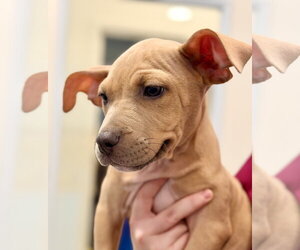 Mutt Dogs for adoption in Manahawkin, NJ, USA