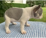 Small #3 French Bulldog