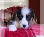 Small Photo #15 Cardigan Welsh Corgi Puppy For Sale in DEARBORN, MO, USA