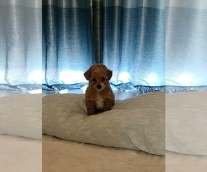 Poodle (Miniature) Puppy for sale in MIAMI BEACH, FL, USA