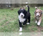 Small Photo #13 Aussiedoodle Puppy For Sale in OAK HARBOR, WA, USA