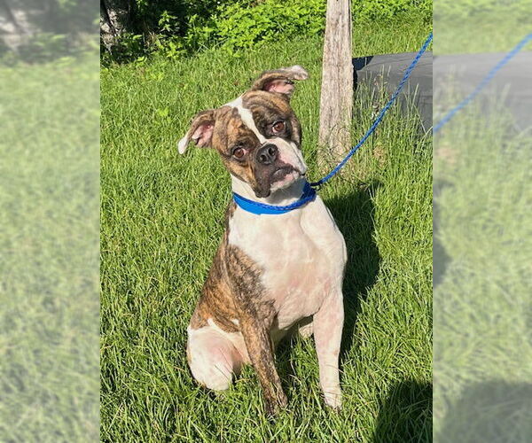 Medium Photo #3 Boxer Puppy For Sale in Dumont, NJ, USA