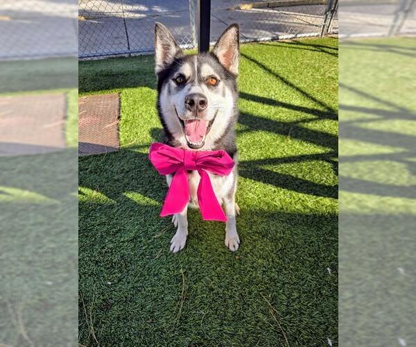 Medium Photo #2 Siberian Husky Puppy For Sale in Downey, CA, USA