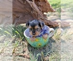 Image preview for Ad Listing. Nickname: Sawyer