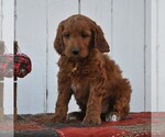 Small Photo #6 Irish Doodle Puppy For Sale in GREENCASTLE, PA, USA