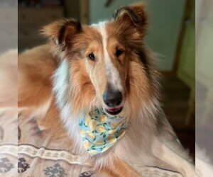 Collie Dogs for adoption in Dublin, OH, USA