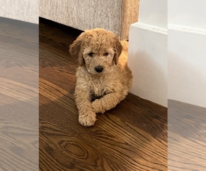 Goldendoodle Puppy for sale in NORRIS CITY, IL, USA