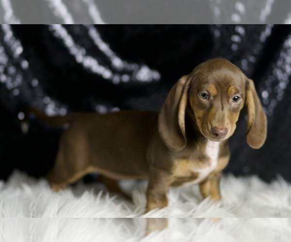 Medium Photo #4 Dachshund Puppy For Sale in WARSAW, IN, USA
