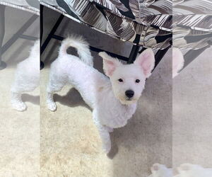 Poodle (Toy)-Unknown Mix Dogs for adoption in Santa Clarita, CA, USA