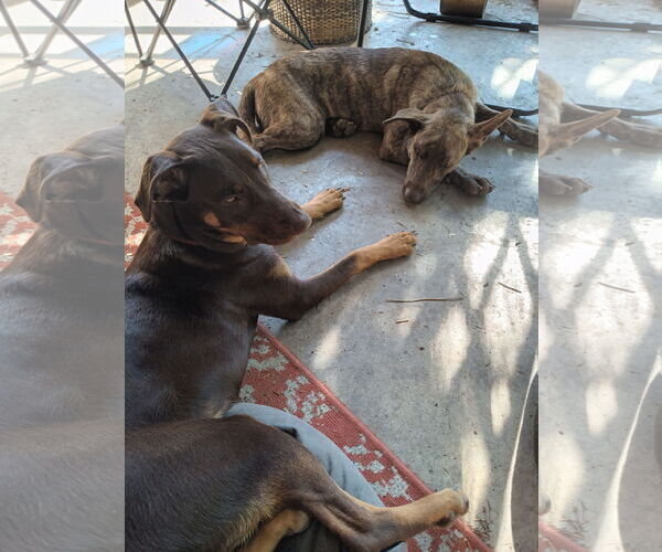 Medium Photo #3 Doberman Pinscher-Unknown Mix Puppy For Sale in Cottage Grove, MN, USA