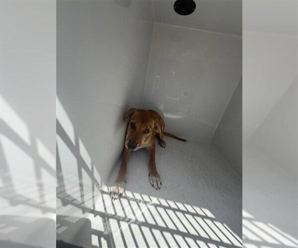 Medium Photo #1 Labrador Retriever-Unknown Mix Puppy For Sale in Houston, TX, USA