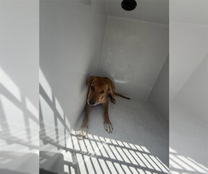 Labrador Retriever-Unknown Mix Dogs for adoption in Houston, TX, USA