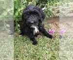 Small #1 Bernedoodle