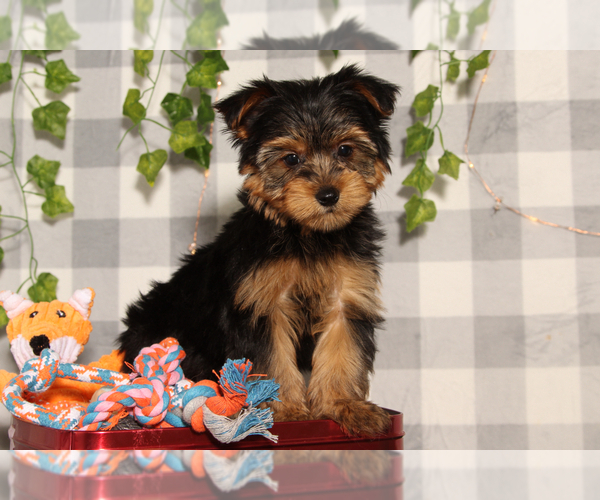 Medium Photo #2 Yorkshire Terrier Puppy For Sale in MARIETTA, GA, USA