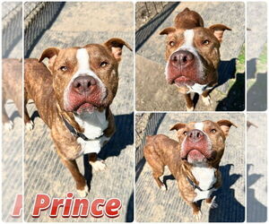 American Staffordshire Terrier Dogs for adoption in Pierceton , IN, USA