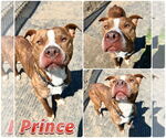 Small American Staffordshire Terrier